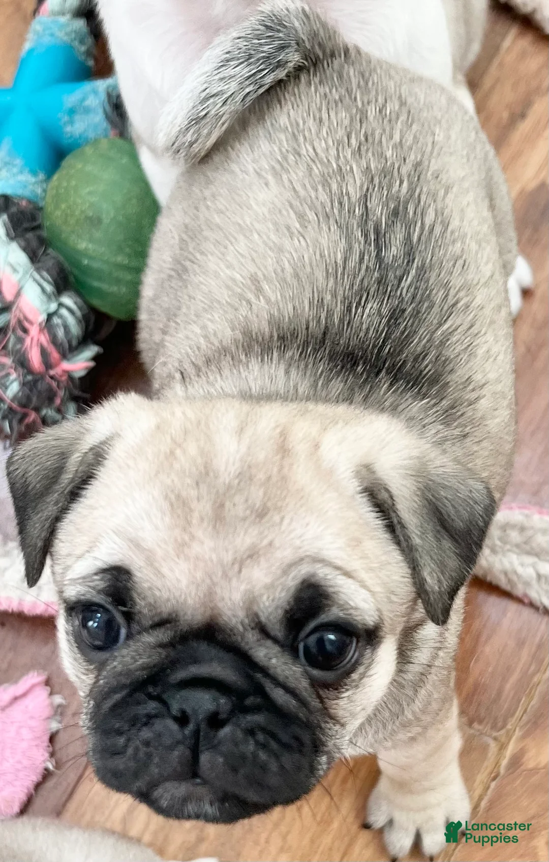 Pug dogs for sale: Pug Puppy 6 - Ad 2