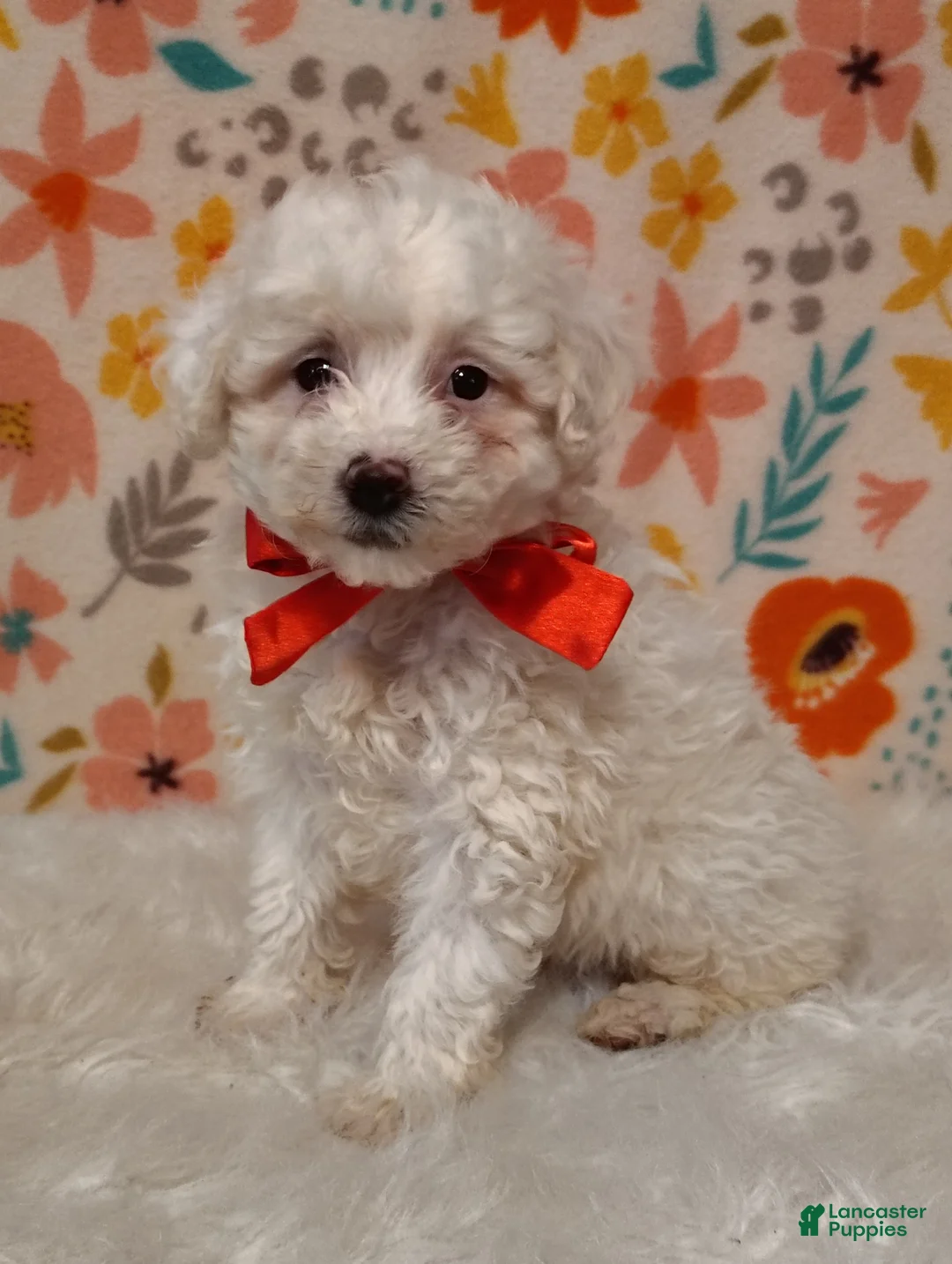 Sheepadoodle dogs for sale: Max - Ad 1