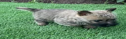 Cairn Terrier dogs for sale: Max - Ad 4