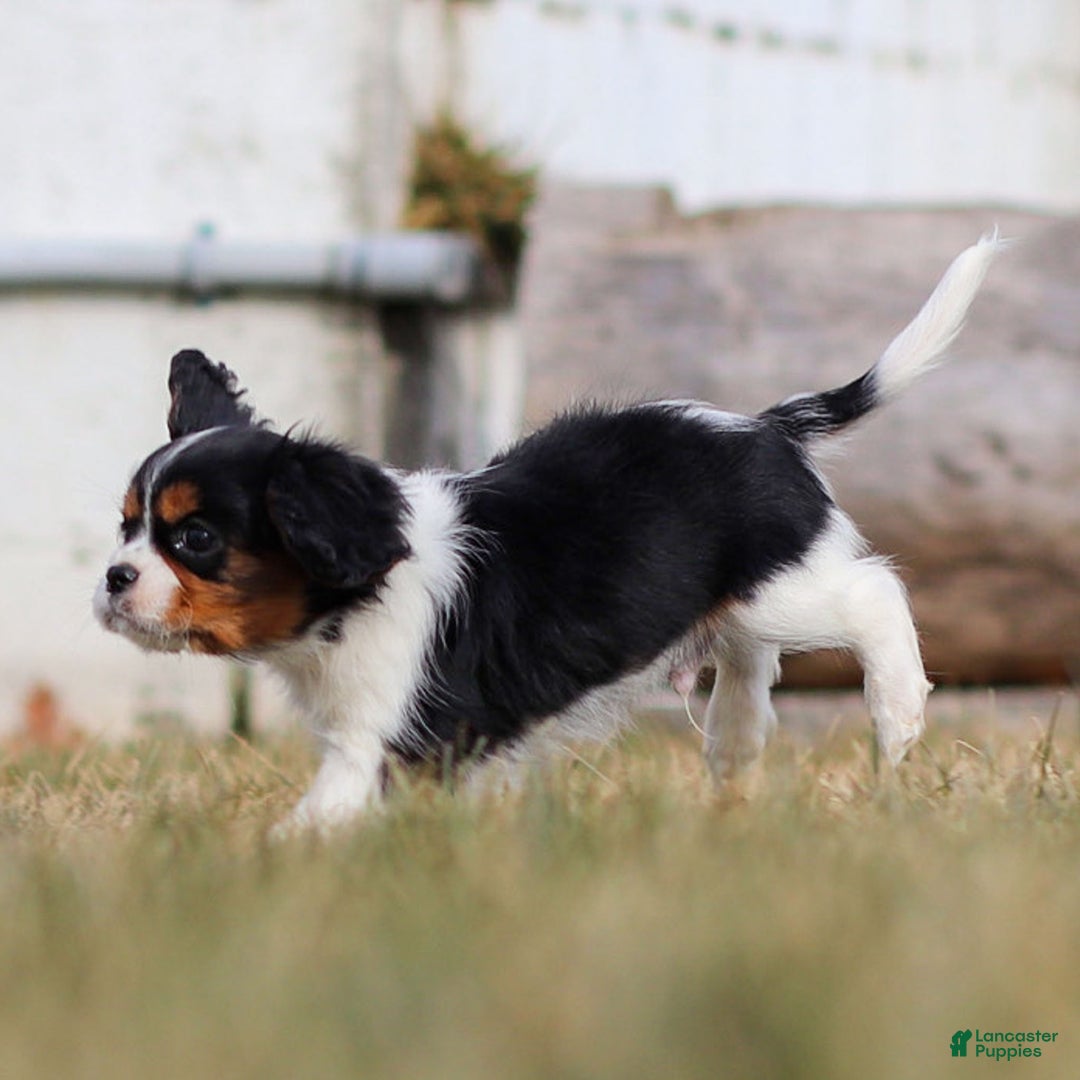 Cavalier King Charles Spaniel dogs for sale: Cassian - Ad 4