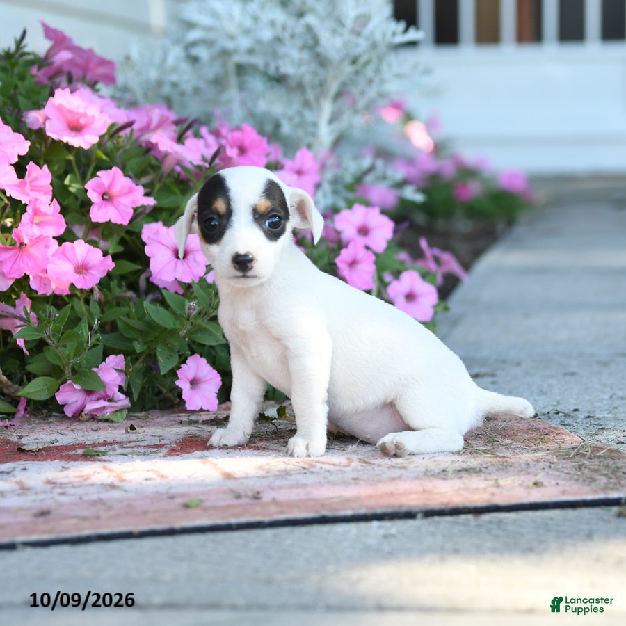 Jack Russell Terrier dogs Winona - Ad 2