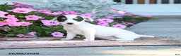 Jack Russell Terrier dogs for sale: Winona - Ad 2