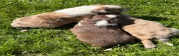 Mixed Breed dogs for sale: Mixed Breed 3 - Ad 5