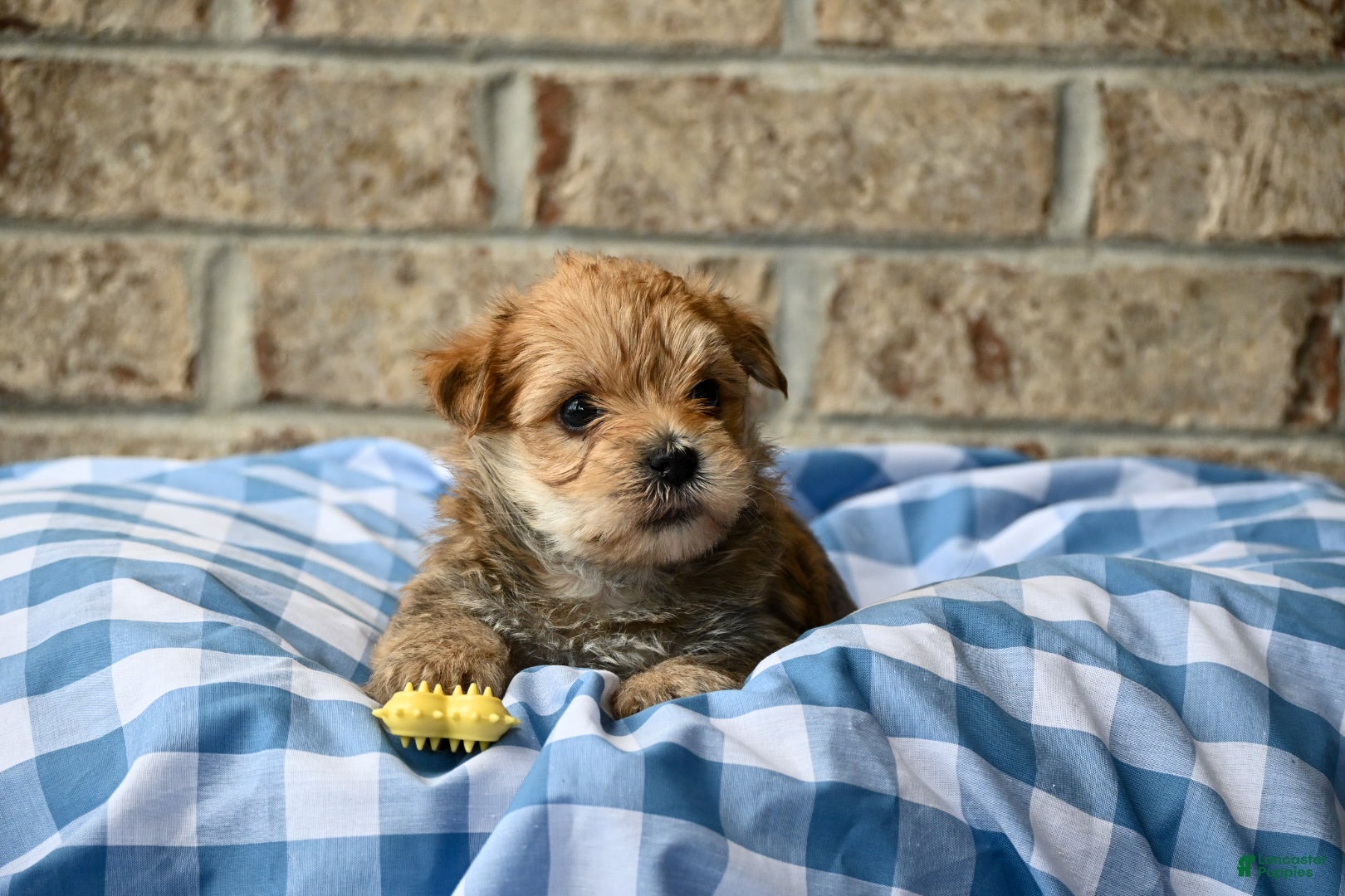 Morkie dogs Bruce - Ad 2