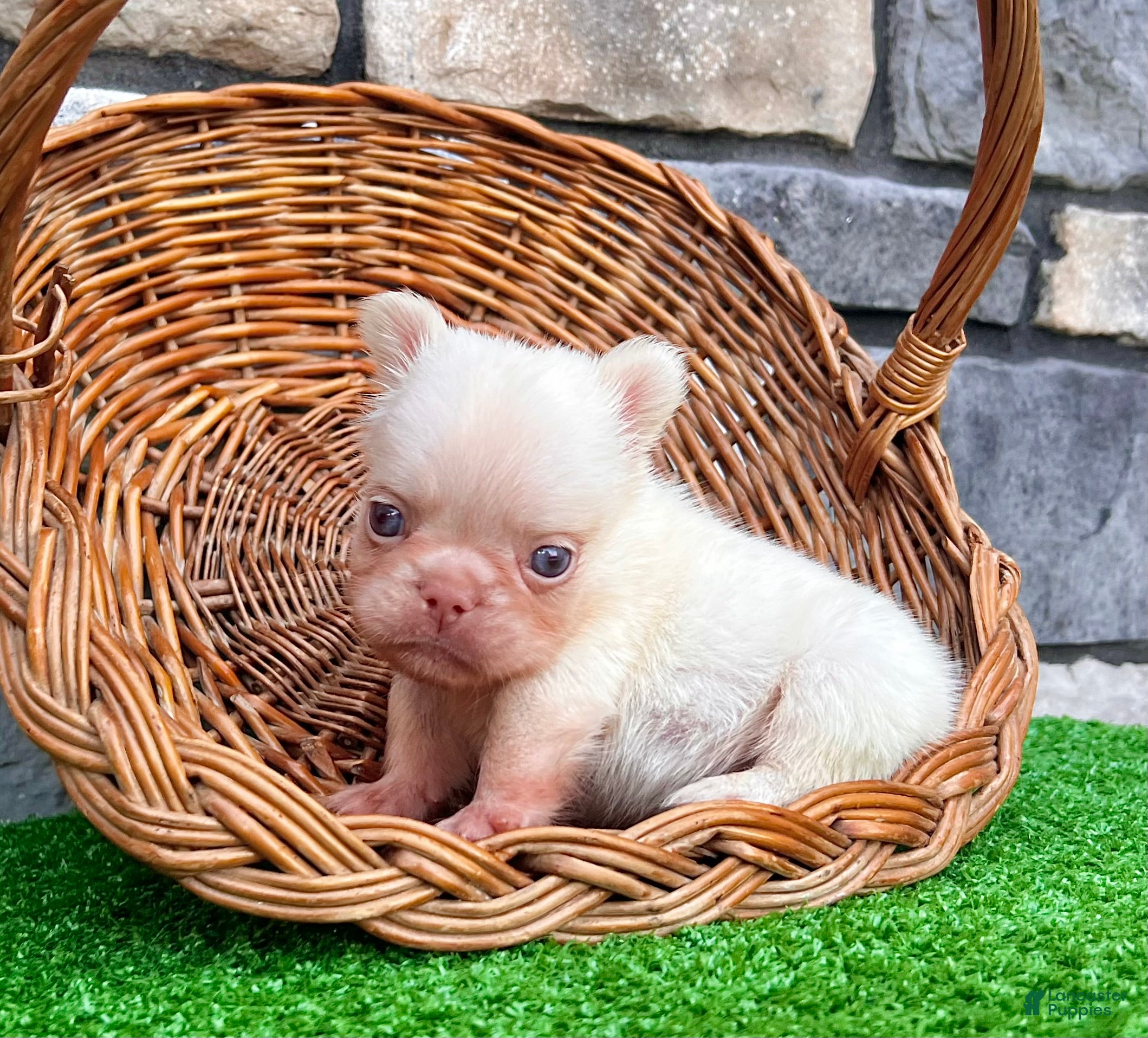 French Bulldog dogs Babe - Ad 1
