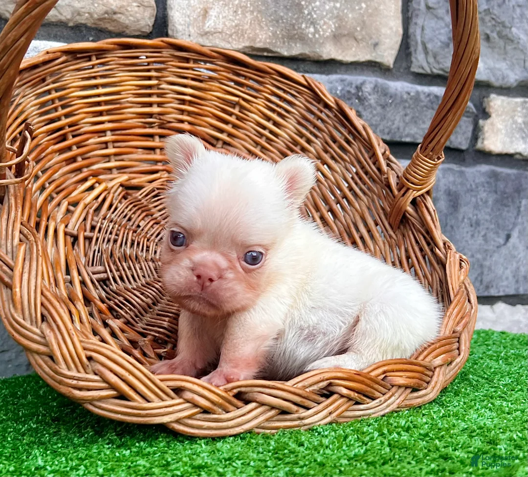 French Bulldog dogs for sale: Babe - Ad 1