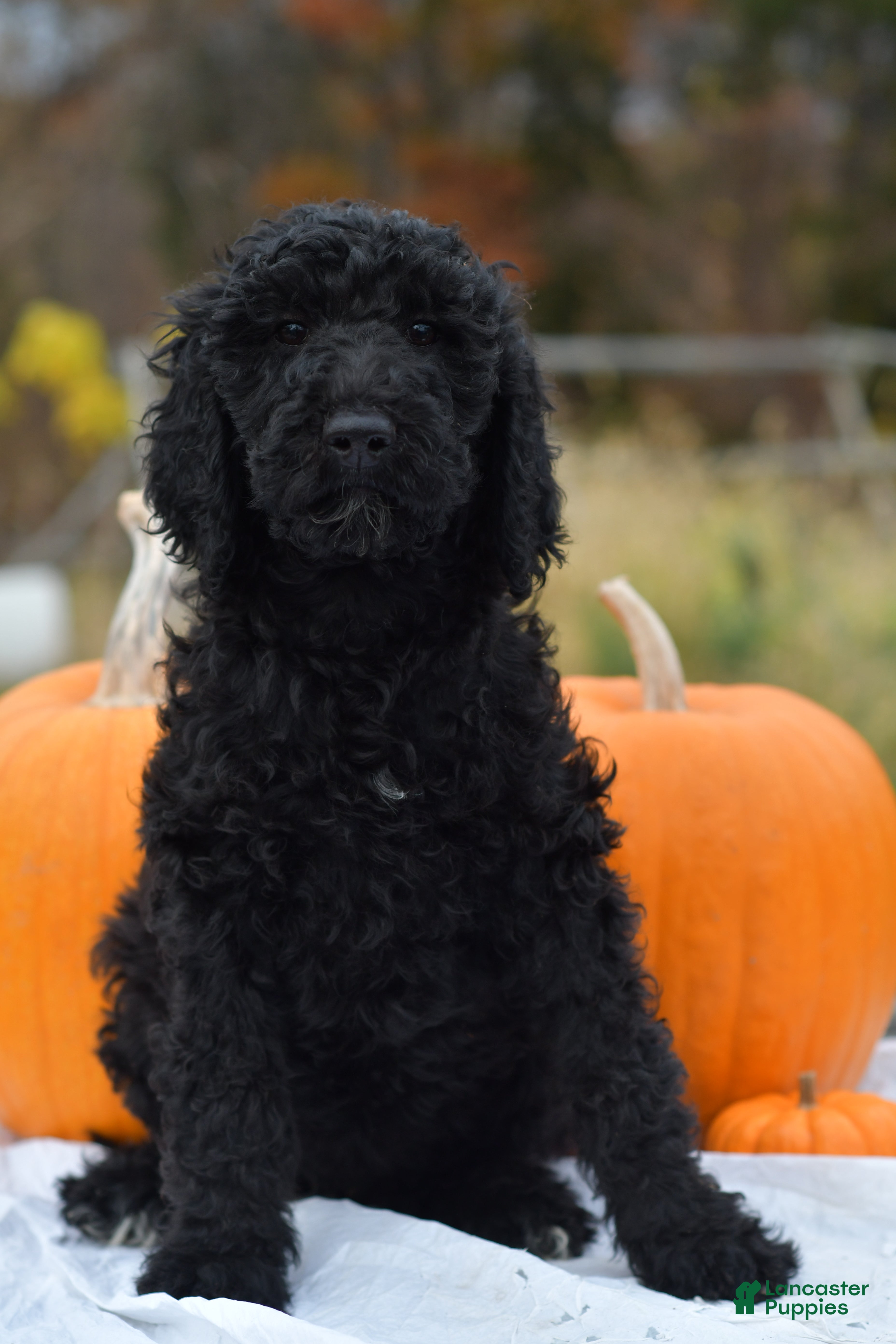 Standard Poodle dogs Clover - Ad 31