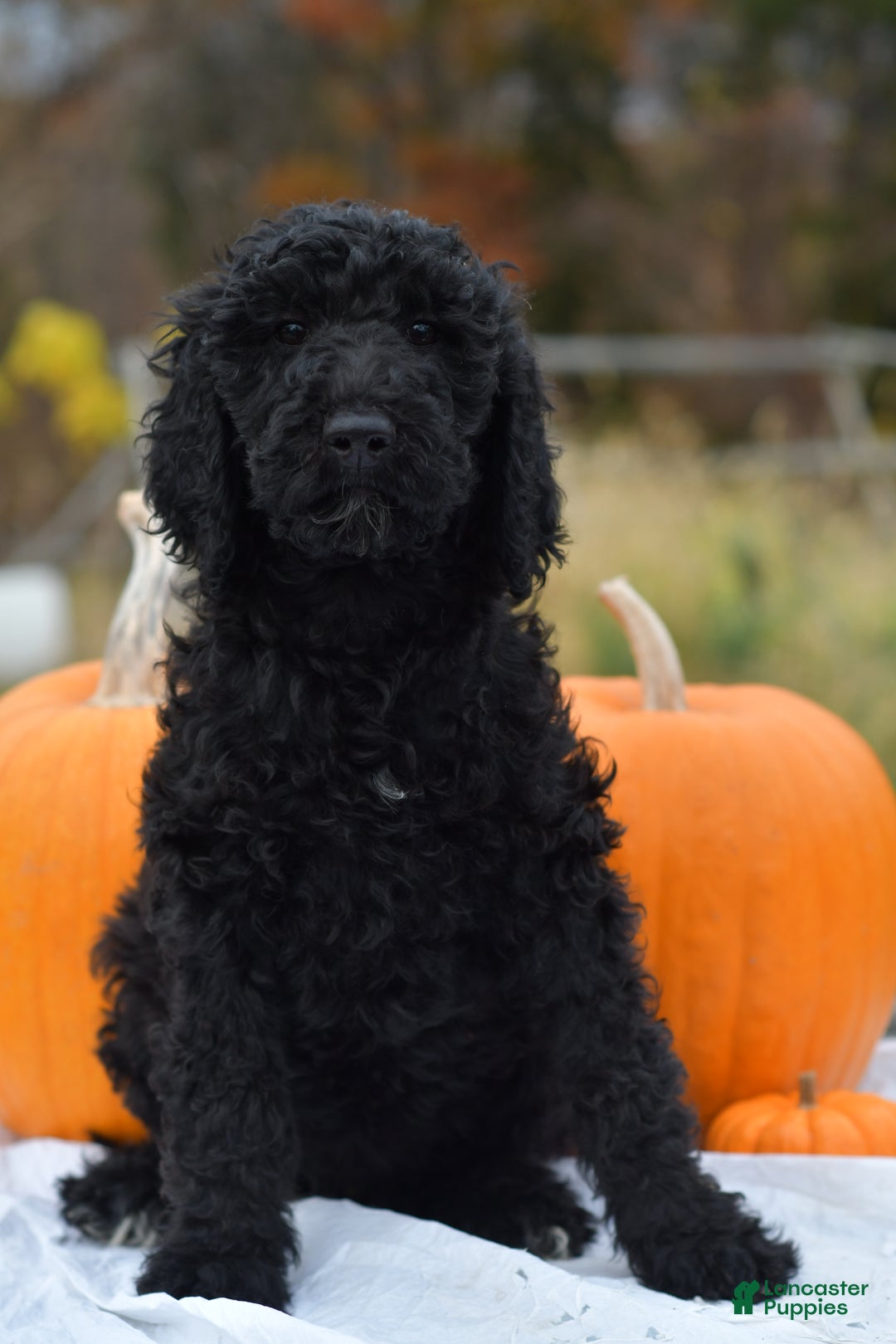 Standard Poodle dogs for sale: Clover - Ad 1