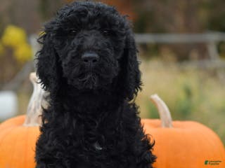Standard Poodle dogs Clover - Ad 5