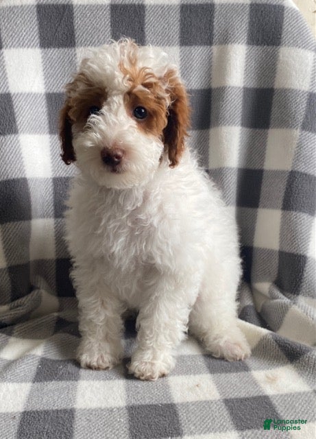 Miniature Poodle dogs Bella - Ad 2