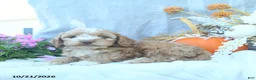 Cockapoo dogs for sale: Pumkin  - Ad 2