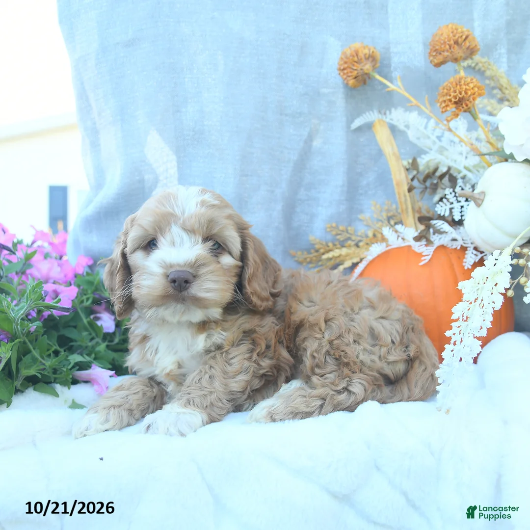 Cockapoo dogs for sale: Pumkin  - Ad 2