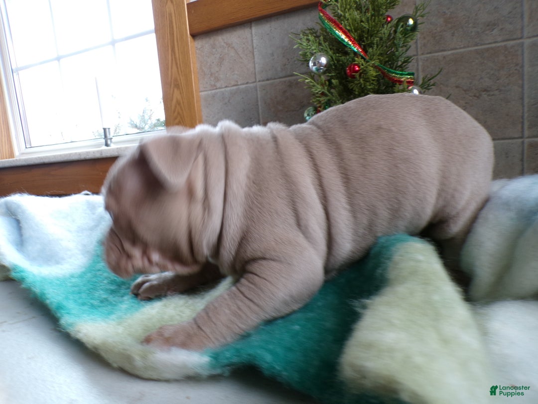 American Bully dogs for sale: American Bully Puppy 5 Nikko - Ad 5