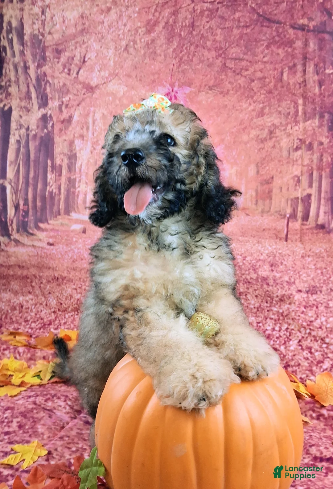 Saint Berdoodles dogs for sale: Stella Bella - Mini Saint Berdoodle - Ad 2