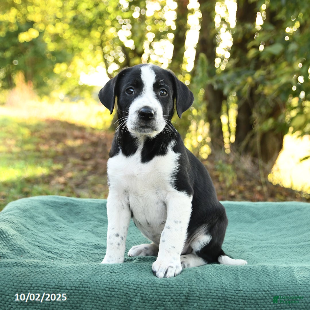 Brindle Basenji Pitbull Basenji Lab Mix Pitbull Basenji Pitbull Basenji Mix  Basenji Lab Mix Basenji, image size:1080x1080