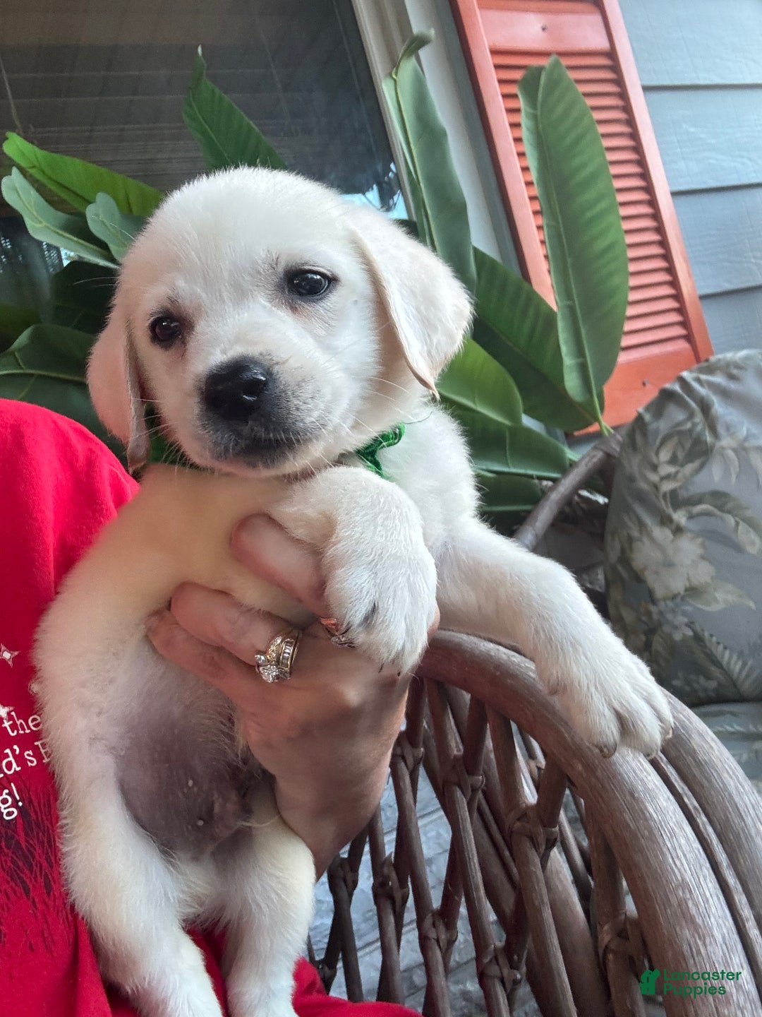 Labrador Retriever dogs for sale: Labrador Retriever Male Tanner - Ad 4