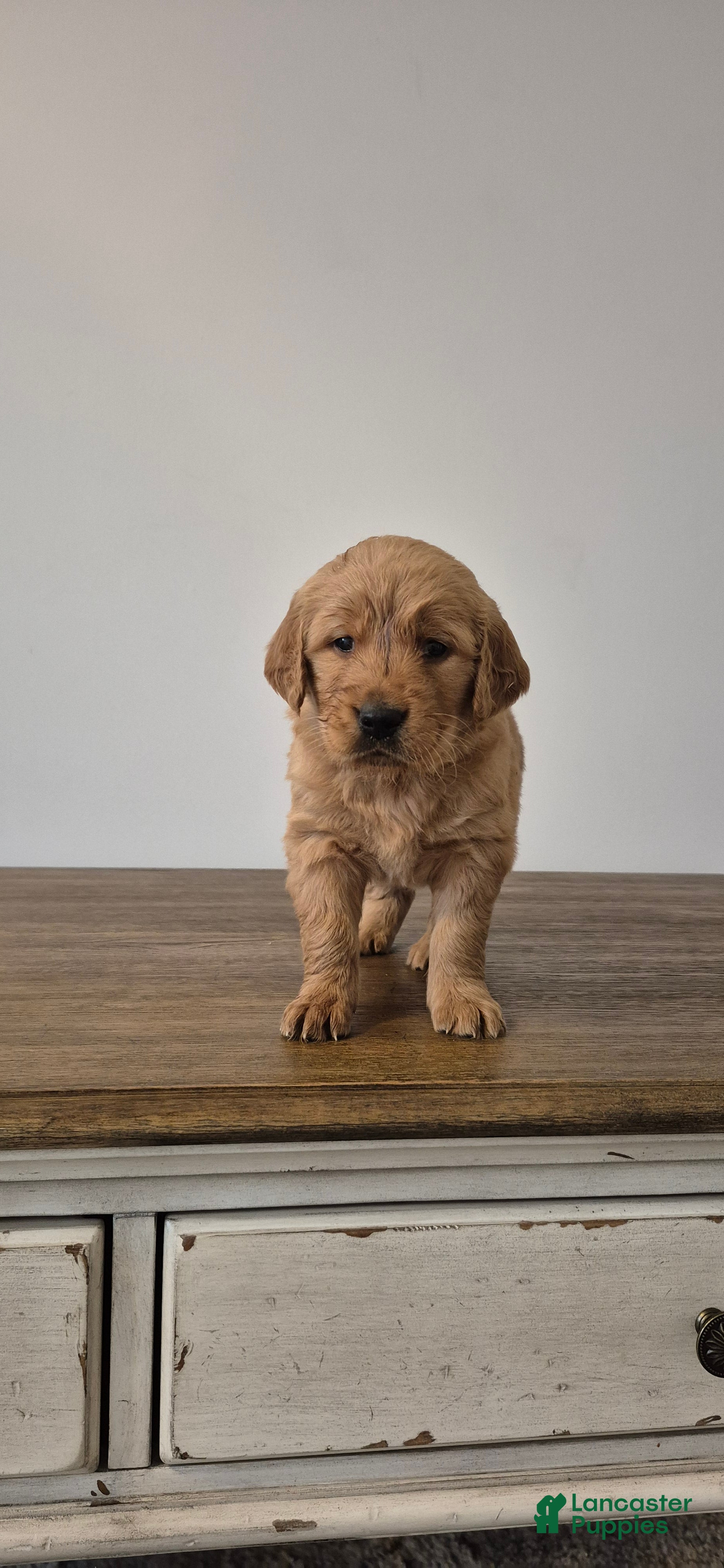 Golden Retriever dogs Sienna - Ad 32
