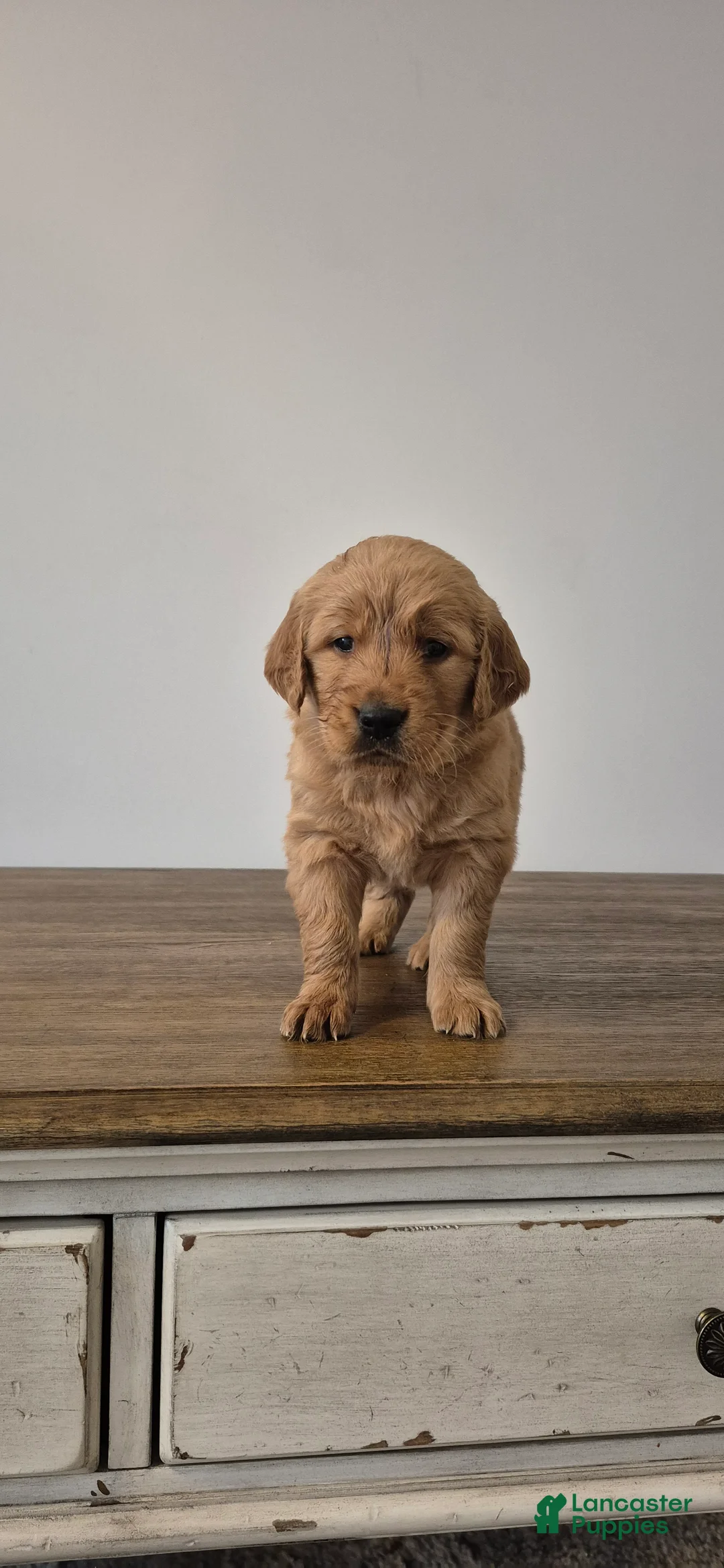 Golden Retriever dogs for sale: Sienna - Ad 1