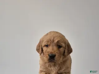Golden Retriever dogs Sienna - Ad 32