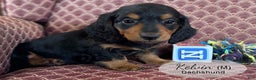 Dachshund dogs for sale: Kelvin - Ad 3
