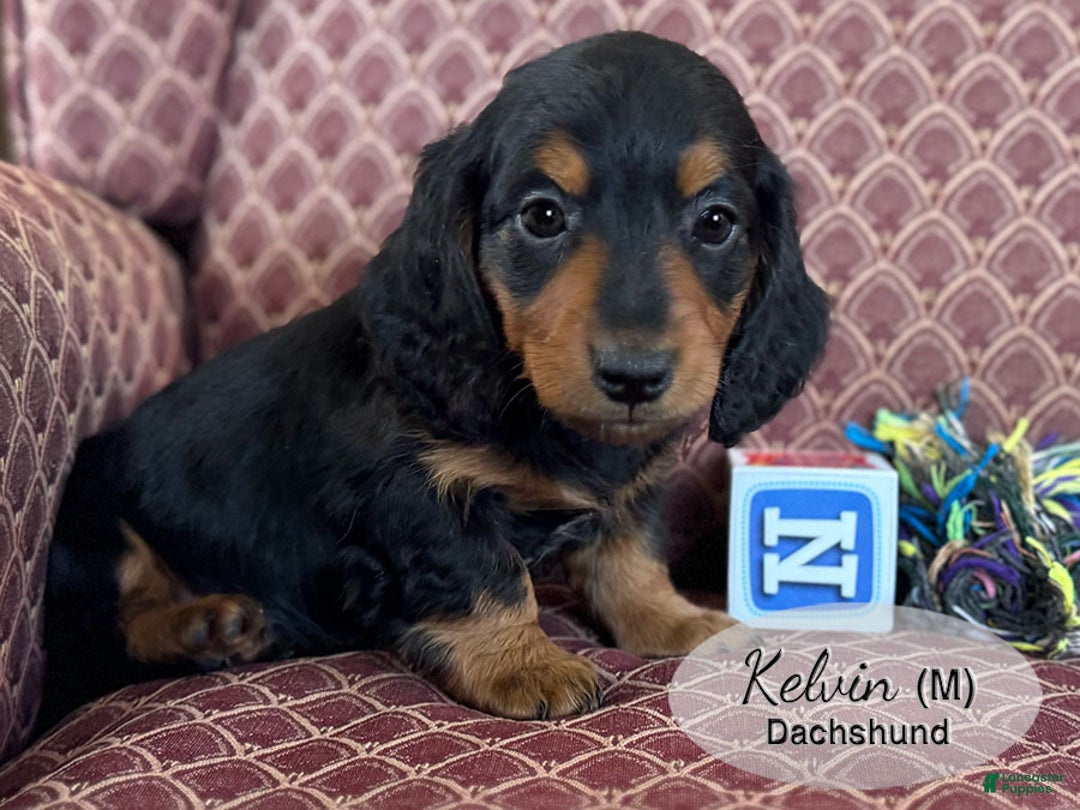 Dachshund dogs for sale: Kelvin - Ad 3