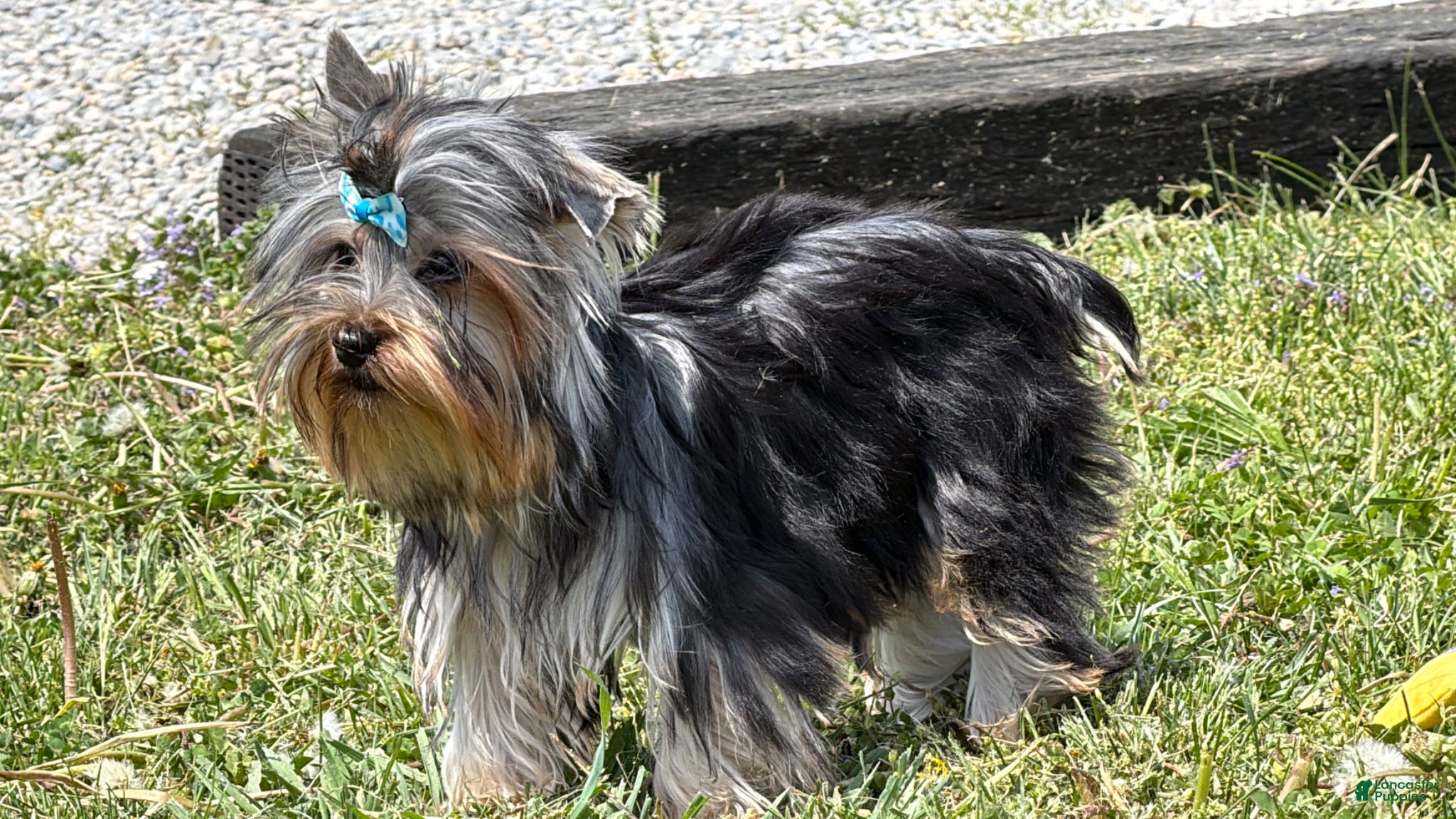 Yorkshire Terrier dogs Buzz - Ad 2