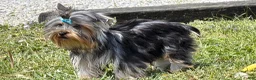 Yorkshire Terrier dogs for sale: Buzz - Ad 2