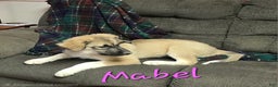 Mixed Breed dogs for sale: 🎄 Mabel - Ad 3