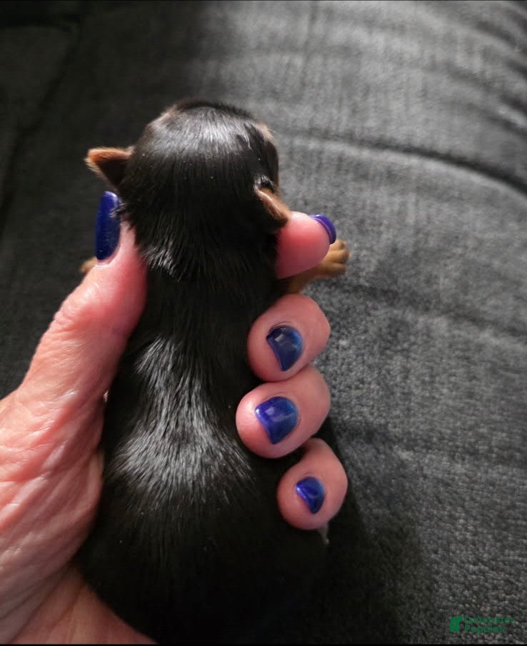 Yorkshire Terrier dogs Midnight - Ad 2