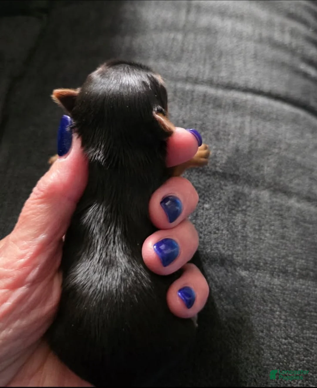 Yorkshire Terrier dogs for sale: Midnight - Ad 1