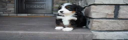 Mini Bernedoodle dogs for sale: Casey - Ad 4