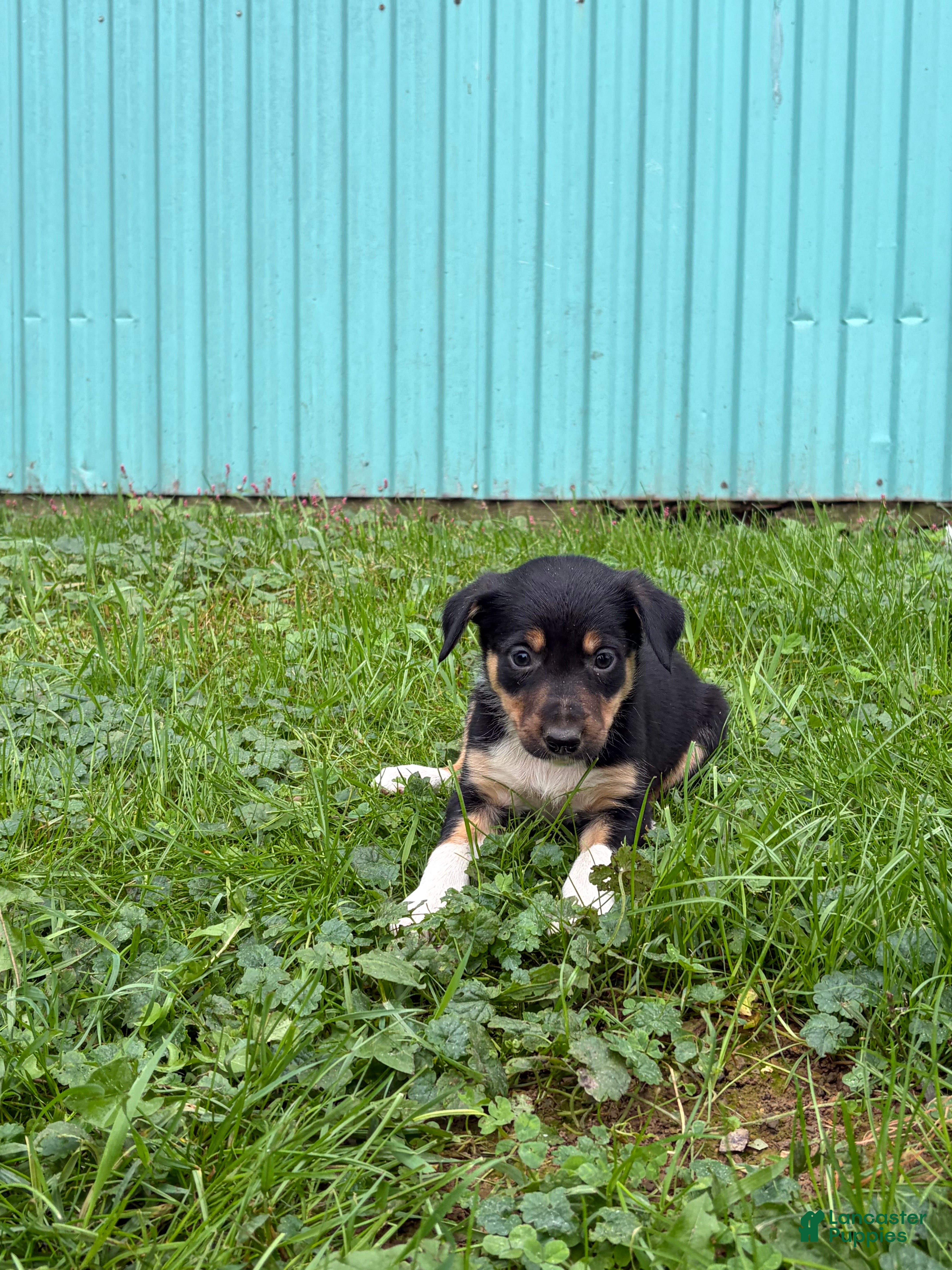 Border Collie dogs for sale: Susie Border Collie  - Ad 26