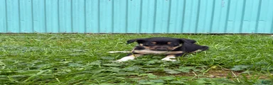 Susie Border Collie 