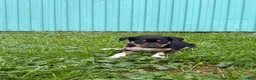 Border Collie dogs for sale: Susie Border Collie  - Ad 1