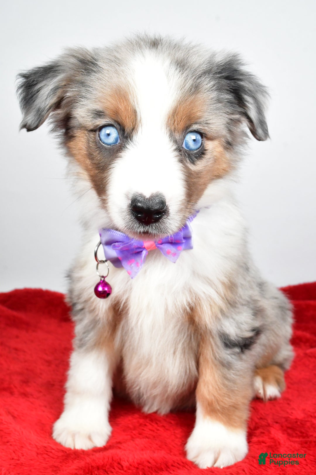 Miniature Australian Shepherd dogs for sale: Joshua - Ad 5