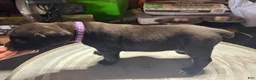 Cane Corso dogs for sale: Cane Corso Puppy 7 - Ad 3