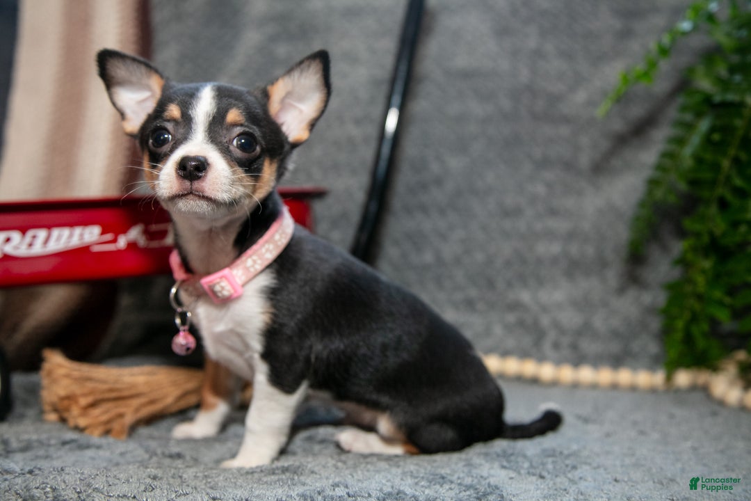Chihuahua dogs for sale: Chico - Ad 3