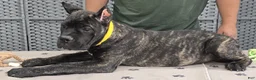 Cane Corso dogs for sale: Yellow Girl  - Ad 3