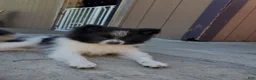 Pomeranian dogs for sale: Lucky - Ad 67