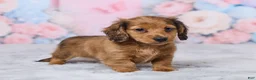 Miniature Dachshund dogs for sale: Sally - Ad 4
