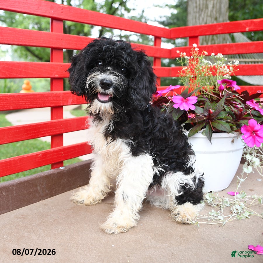 Cavapoo dogs Mac  - Ad 1