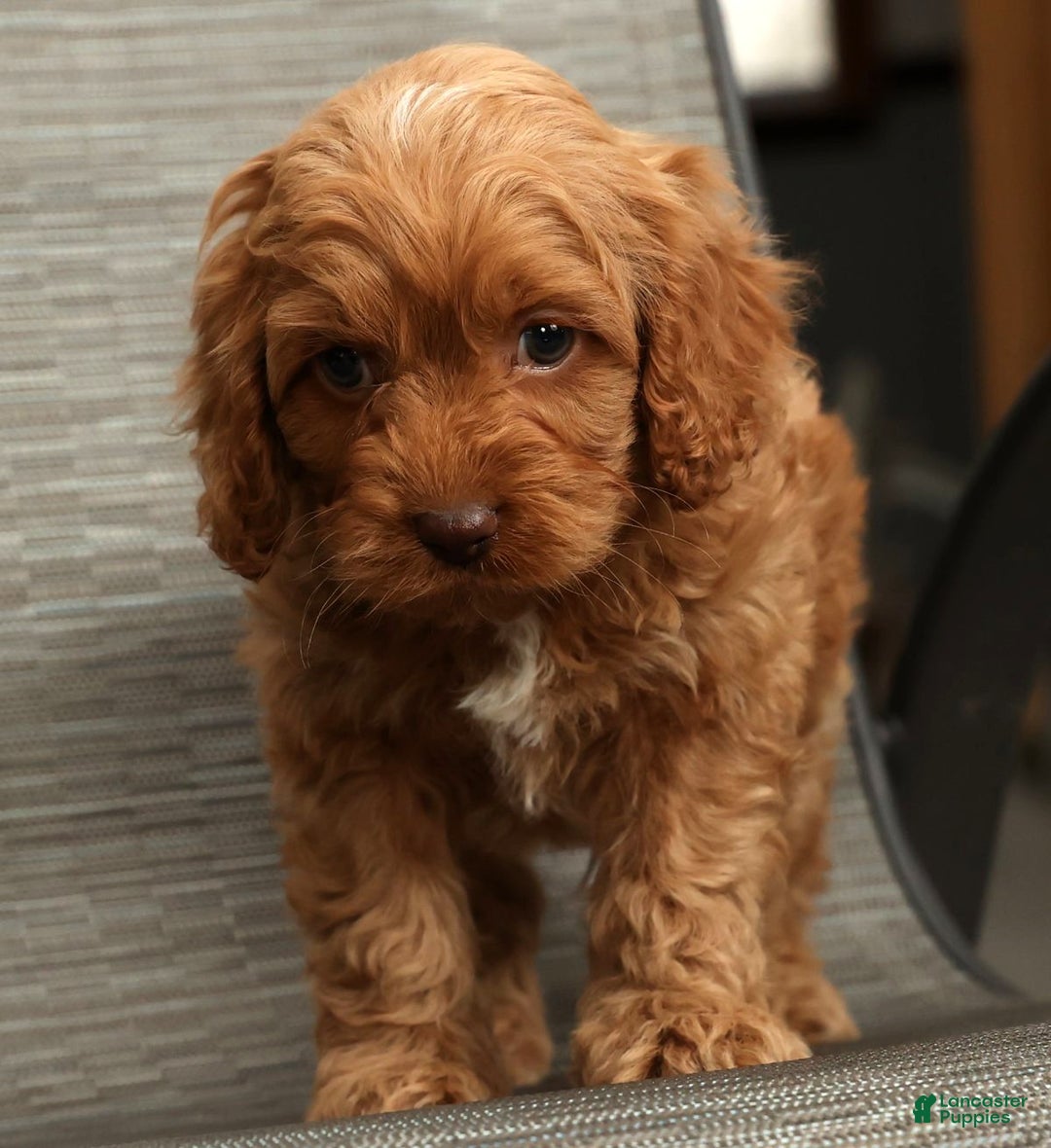 Cockapoo dogs for sale: Bubbles - Ad 7