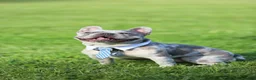 French Bulldog dogs for stud: Cash's - Ad 2