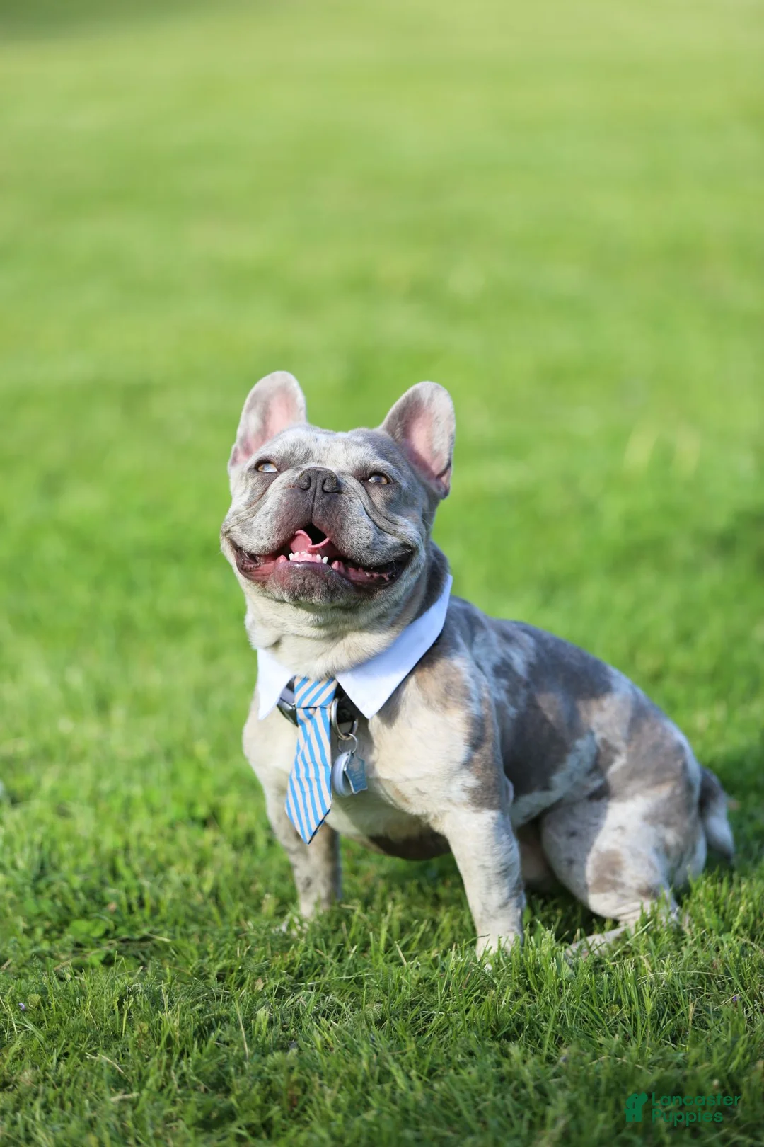French Bulldog dogs for stud: Cash's - Ad 2