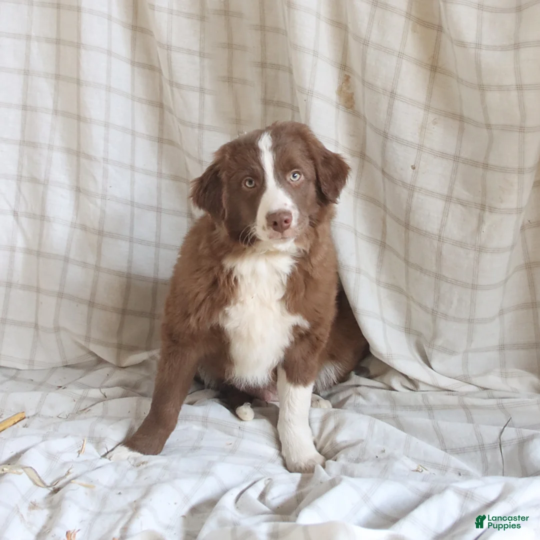 Mixed Breed dogs for sale: Rusty - Ad 1