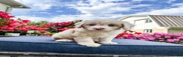 Cavapoo dogs for sale: Beau - Ad 8