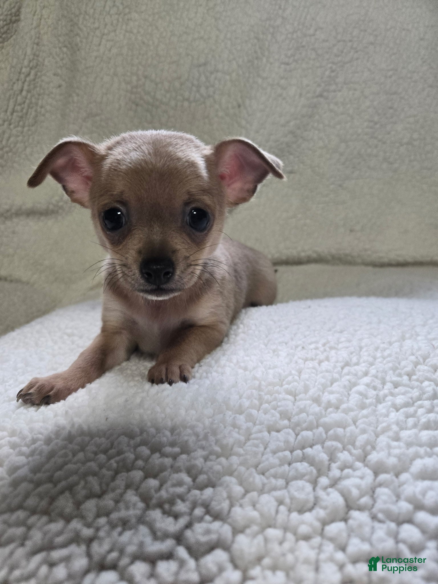 Chihuahua dogs Bear - Ad 1