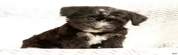 Yochon dogs for sale: Snickers - Ad 6