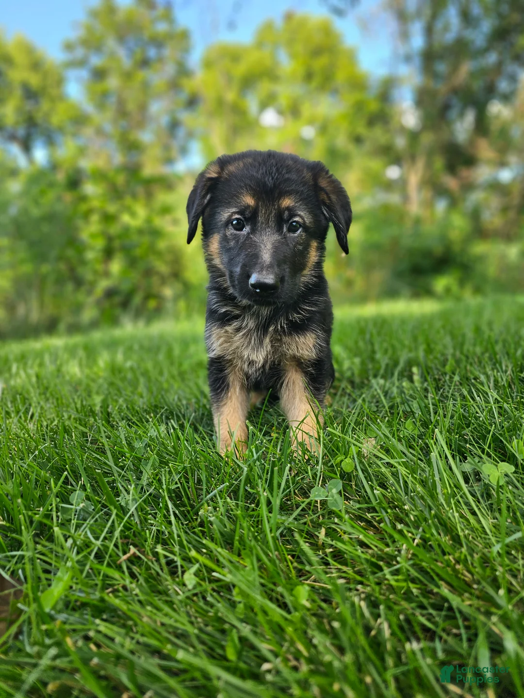 German Shepherd dogs for sale: Max - Ad 6