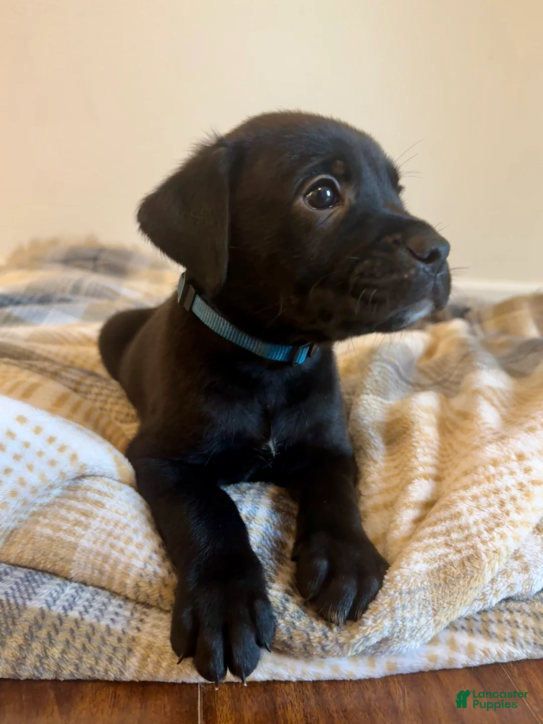 Mixed Breed dogs for sale: Tank - Ad 2